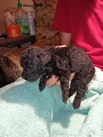 Meet Jax (new pics), a male Poodle - Toy  for sale in Belleville, IL – 4 of 7
