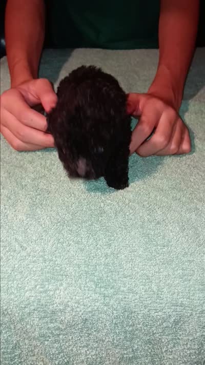 Meet Jax (Hold), a male Poodle - Toy  for sale in Belleville, IL – 6 of 7