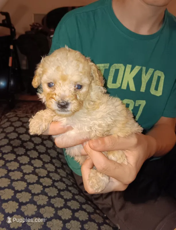 Meet Milo-New pics – Poodle - Toy  puppy for sale in Belleville, IL