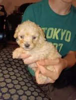 Meet Milo (Sold), a male Poodle - Toy  for sale in Belleville, IL – 1 of 7