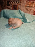 Meet Royal (Sold), a male Poodle - Toy  for sale in Belleville, IL – 2 of 3