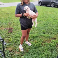 Meet Royal (Sold), a male Poodle - Toy  for sale in Belleville, IL – Photo 5 of 5