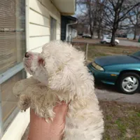 Meet Royal (Sold), a male Poodle - Toy  for sale in Belleville, IL – Photo 1 of 5