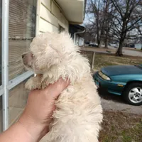 Meet Royal (Sold), a male Poodle - Toy  for sale in Belleville, IL – Photo 4 of 5