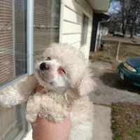 Meet Royal (Sold), a male Poodle - Toy  for sale in Belleville, IL – Photo 3 of 5