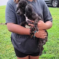 Meet Royal (Sold), a male Poodle - Toy  for sale in Belleville, IL – Photo 2 of 5