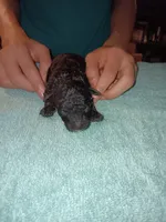 Meet Jax, a male Poodle - Toy  for sale in Belleville, IL – 2 of 4