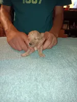 Meet Milo, a male Poodle - Toy  for sale in Belleville, IL – 1 of 4