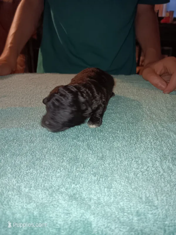 Meet Jax – Poodle - Toy  puppy for sale in Belleville, IL