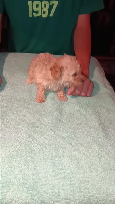 Meet Milo (Sold), a male Poodle - Toy  for sale in Belleville, IL – 7 of 7