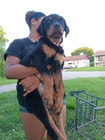 Meet Henry!, a male Rottweiler for sale in Belleville, IL – 4 of 4