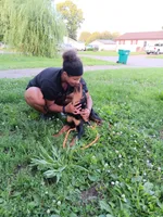 Meet Henry!, a male Rottweiler for sale in Belleville, IL – 2 of 4
