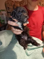 Meet Piper (new pics), a female Poodle - Toy  for sale in Belleville, IL – 7 of 7