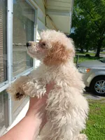 Meet Luka, a male Poodle - Toy  for sale in Belleville, IL – Photo 1 of 2