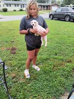Meet Jax (new pics), a male Poodle - Toy  for sale in Belleville, IL – 6 of 7