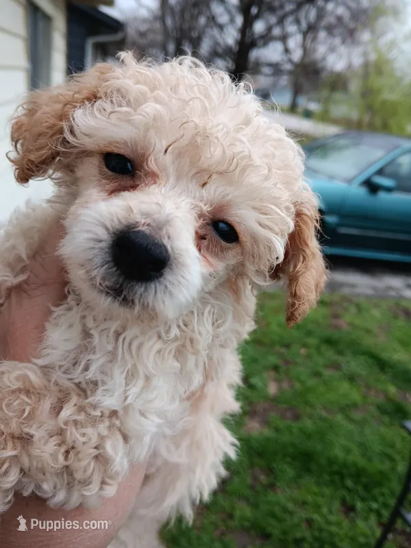 Meet Luka!(Tiny) – Poodle - Toy  puppy for sale in Belleville, IL