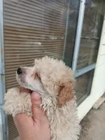 Meet Luka!(Tiny), a male Poodle - Toy  for sale in Belleville, IL – Photo 3 of 3