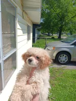 Meet Luka! New pics, a male Poodle - Toy  for sale in Belleville, IL – Photo 2 of 5