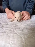 Meet Luka!, a male Poodle - Toy  for sale in Belleville, IL – Photo 2 of 5