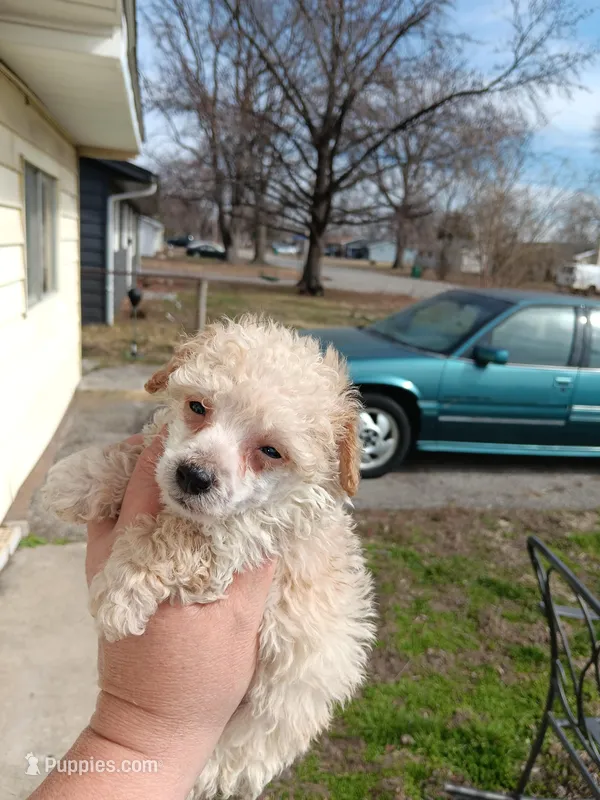 Meet Luka!(Tiny), a male Poodle - Toy  for sale in Belleville, IL – Photo 1 of 3