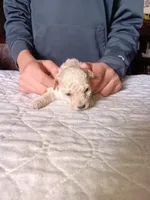 Meet Luka!, a male Poodle - Toy  for sale in Belleville, IL – Photo 1 of 5