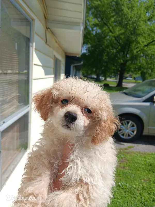 Meet Luka! New pics – Poodle - Toy  puppy for sale in Belleville, IL