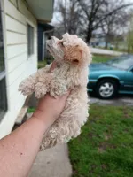 Meet Luka!(Tiny) Ready!, a male Poodle - Toy  for sale in Belleville, IL – Photo 3 of 4