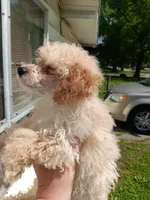 Meet Luka! New pics, a male Poodle - Toy  for sale in Belleville, IL – Photo 4 of 5
