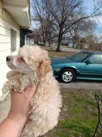 Meet Luka!(Tiny), a male Poodle - Toy  for sale in Belleville, IL – Photo 2 of 3