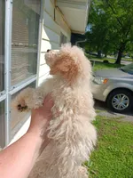 Meet Luka! New pics, a male Poodle - Toy  for sale in Belleville, IL – Photo 5 of 5