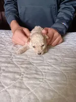 Meet Luka!, a male Poodle - Toy  for sale in Belleville, IL – Photo 3 of 5