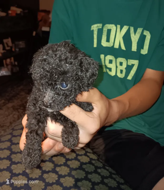 Meet Jax -New pics – Poodle - Toy  puppy for sale in Belleville, IL