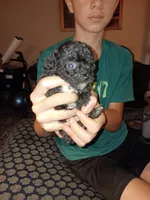 Meet Jax (Hold), a male Poodle - Toy  for sale in Belleville, IL – 5 of 7