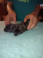 Meet Piper, a female Poodle - Toy  for sale in Belleville, IL – 2 of 4