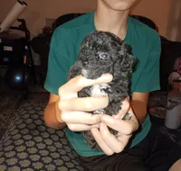 Meet Jax (Hold), a male Poodle - Toy  for sale in Belleville, IL – 2 of 7
