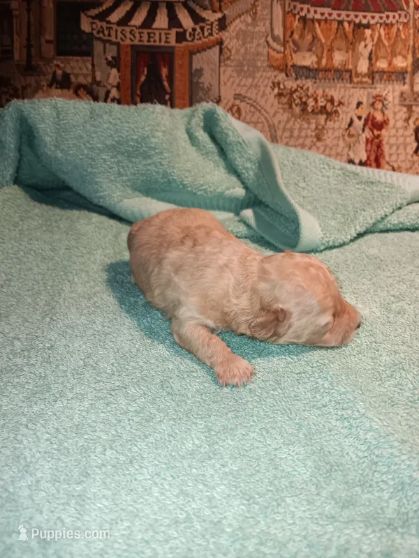 Meet Royal (Sold) – Poodle - Toy  puppy for sale in Belleville, IL