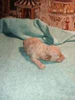 Meet Royal (Sold), a male Poodle - Toy  for sale in Belleville, IL – 1 of 3