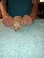 Meet Milo, a male Poodle - Toy  for sale in Belleville, IL – 3 of 4