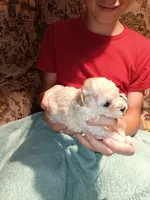 Meet Milo(new pics), a male Poodle - Toy  for sale in Belleville, IL – 4 of 7