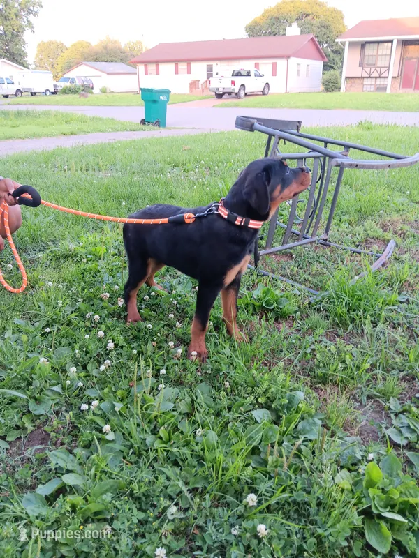 Meet Henry! – Rottweiler puppy for sale in Belleville, IL