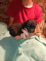 Meet Piper (new pics), a female Poodle - Toy  for sale in Belleville, IL – 3 of 7