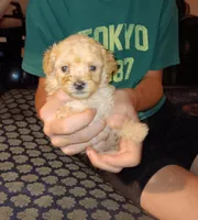 Meet Milo (Sold), a male Poodle - Toy  for sale in Belleville, IL – 4 of 7