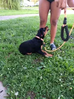 Meet Henry!, a male Rottweiler for sale in Belleville, IL – 3 of 4