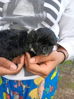 Tiny Milo!, a male Poodle - Toy  for sale in Belleville, IL – Photo 1 of 6