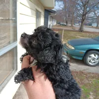 Tiny Milo!(Hold), a male Poodle - Toy  for sale in Belleville, IL – Photo 1 of 4