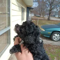 Tiny Milo!(Hold), a male Poodle - Toy  for sale in Belleville, IL – Photo 4 of 4
