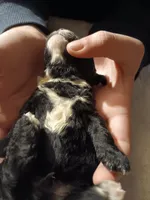 Tiny Milo!, a male Poodle - Toy  for sale in Belleville, IL – Photo 3 of 6