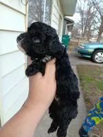 Tiny Milo!, a male Poodle - Toy  for sale in Belleville, IL – Photo 2 of 6