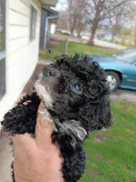 Tiny Milo! (Tcup), a male Poodle - Toy  for sale in Belleville, IL – Photo 4 of 4