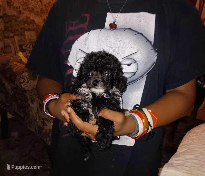 Tiny Milo! (Tcup)Easter Ready! – Poodle - Toy  puppy for sale in Belleville, IL